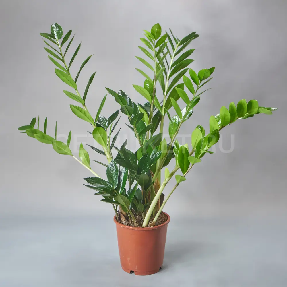 213127 Замиокулькас d14